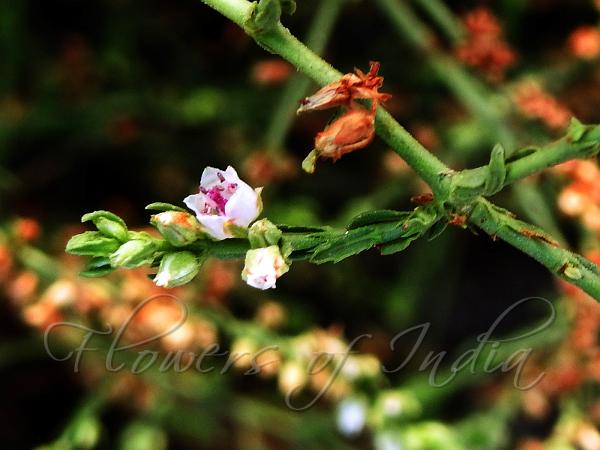 Woody Bergia